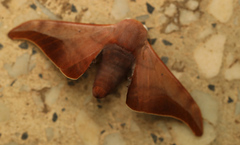 Comparmustilia sphingiformis