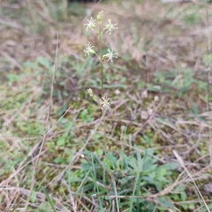 Silene otites