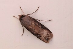 Agrotis ipsilon