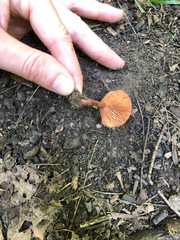 Lactarius subserifluus