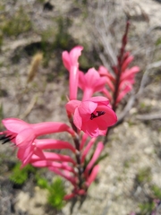 Watsonia fourcadei