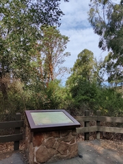 Lophostemon confertus