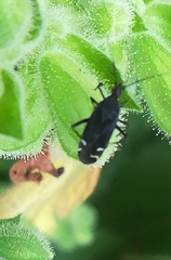 Macrotylus quadrilineatus