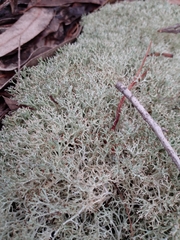 Cladonia furcata