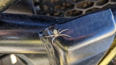 Misumessus oblongus