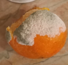 Penicillium