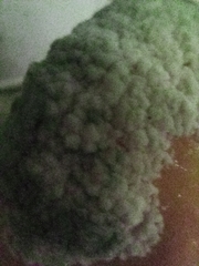 Penicillium