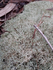 Cladonia furcata