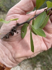 Sideroxylon lanuginosum