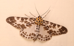 Pogonopygia nigralbata