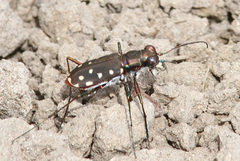 Cicindela sedecimpunctata