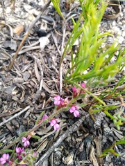 Muraltia satureioides