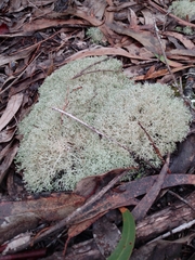 Cladonia furcata