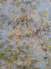 Dyssodia tagetiflora