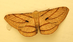 Dalima patularia