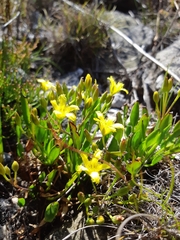 Villarsia capensis