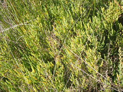 Salicornia perennis
