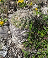 Coryphantha pseudoradians