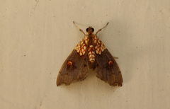 Agrotera basinotata