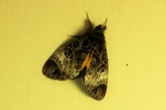 Sarbanissa catacoloides