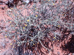 Pentzia incana