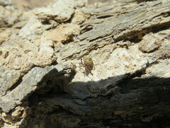 Ceratopachys nigricornis
