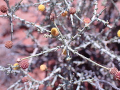 Pentzia incana