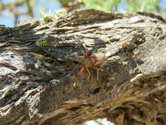 Ceratopachys nigricornis