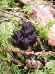 Gyromitra