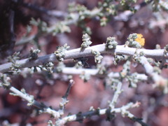 Pentzia incana