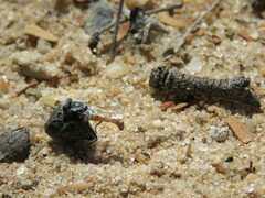 Syllegomydinae