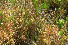 Crassula decumbens