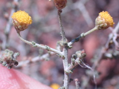 Pentzia incana