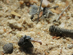 Syllegomydinae