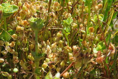 Crassula decumbens