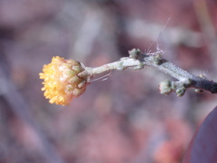 Pentzia incana