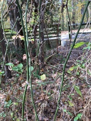 Smilax