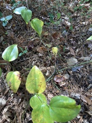 Smilax