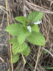 Orthosiphon suffrutescens