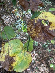 Smilax
