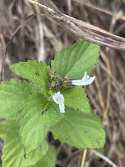 Orthosiphon suffrutescens