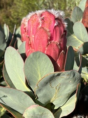 Protea grandiceps