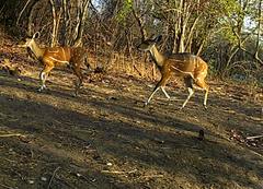 Tragelaphus scriptus