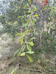 Sideroxylon lanuginosum