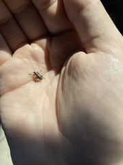 Eudiagogus rosenschoeldi