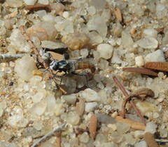 Syllegomydinae