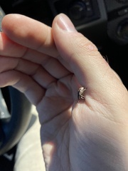 Eudiagogus rosenschoeldi