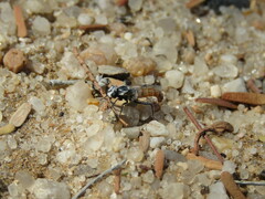 Syllegomydinae