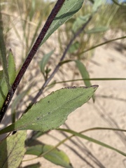 Solidago gillmanii