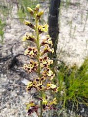 Tritoniopsis parviflora
